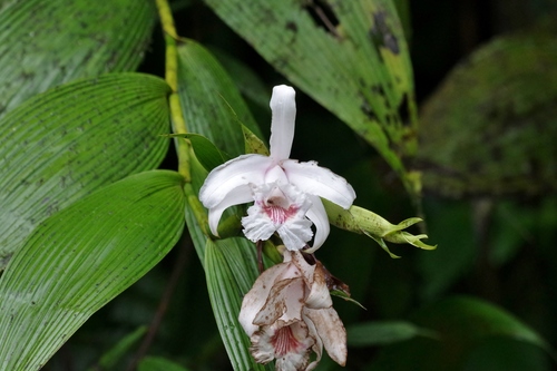 Image of Sobralia pulcherrima by (c) Thibaud Aronson, some rights reserved (CC BY-SA)