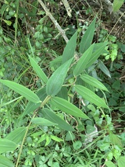 Bomarea multiflora