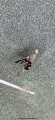 Euaresta bellula