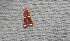 Barantola pulcherrima
