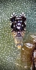 Euaresta bellula