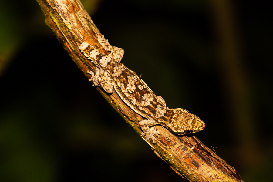 Richardson's Leaf-Toed Gecko