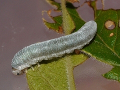 Monostegia abdominalis