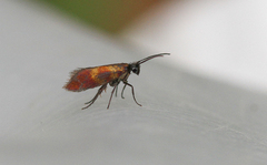Micropterix mansuetella
