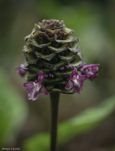 Marantaceae