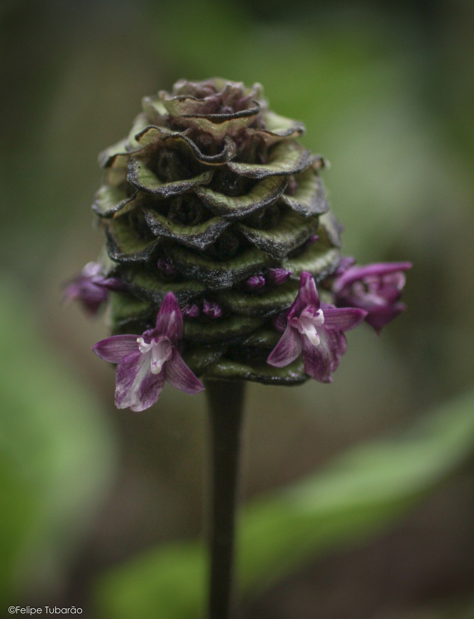 Marantaceae