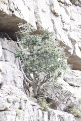 Podocarpus latifolius