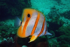 Chelmon rostratus