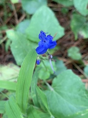 Salvia scutellarioides
