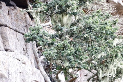 Podocarpus latifolius