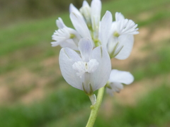 Polygala calcarea