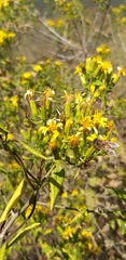 Trixis inula