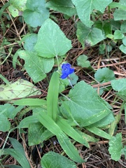 Salvia scutellarioides