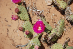 Opuntia aurea