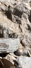 Habronattus