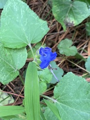 Salvia scutellarioides