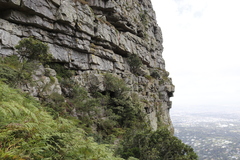 Podocarpus latifolius