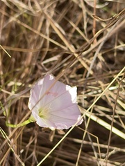 Convolvulus angustissimus