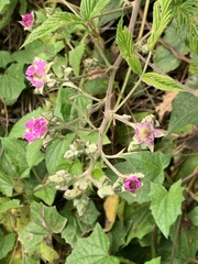 Rubus niveus
