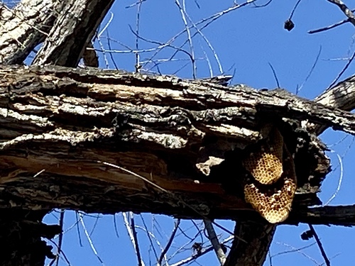 iNaturalist observation photo of Western Honey Bee
