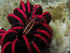 Allogalathea elegans