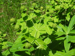 Euphorbia hyberna