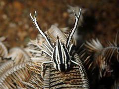 Allogalathea elegans