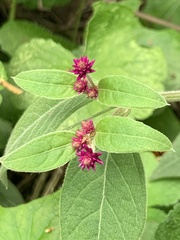 Alternanthera porrigens