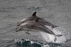 Stenella frontalis