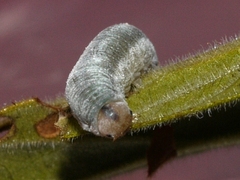 Monostegia abdominalis