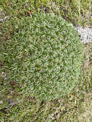Plantago rigida