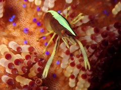 Allopontonia brockii