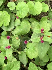 Alternanthera porrigens