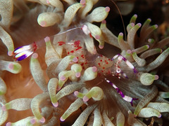 Ancylomenes holthuisi