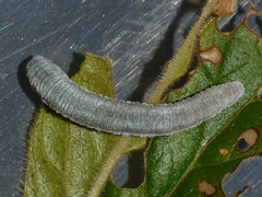 Monostegia abdominalis