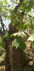 Platanus mexicana