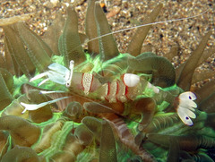 Ancylomenes magnificus