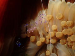 Ancylomenes sarasvati