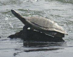 Phrynops williamsi