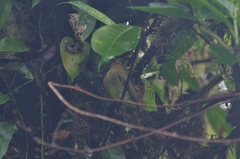 Machaeropterus deliciosus