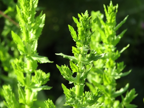 Image of Stemodia maritima by (c) Breno Figueiredo, some rights reserved (CC BY)