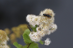 Dolichovespula arctica