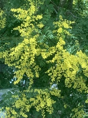 Koelreuteria paniculata