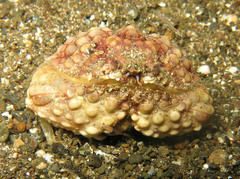 Calappa gallus