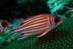 Sargocentron rubrum