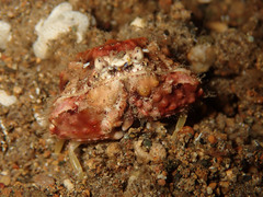 Calappa gallus