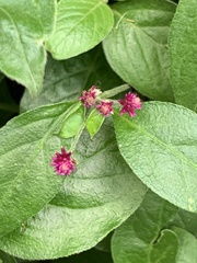 Alternanthera porrigens