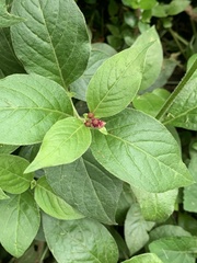 Alternanthera porrigens
