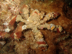 Camposcia retusa