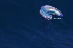 Physalia physalis